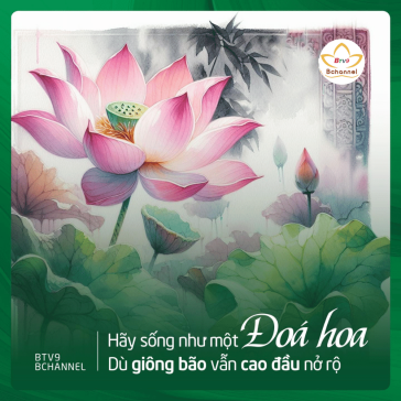 30+ Hình ảnh hoa sen Phật giáo đẹp, trang nghiêm